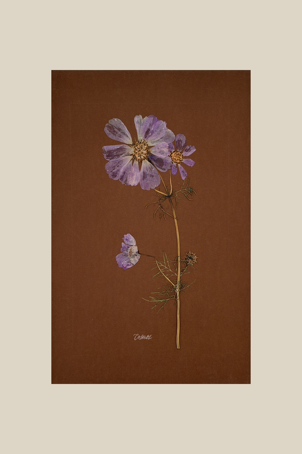 Cosmos on Chocolate