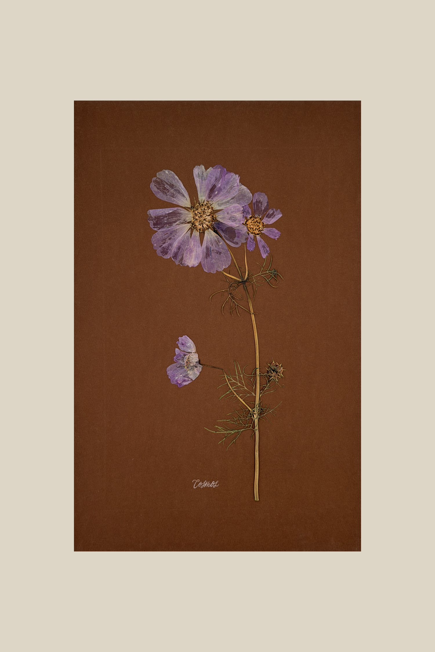 Cosmos on Chocolate