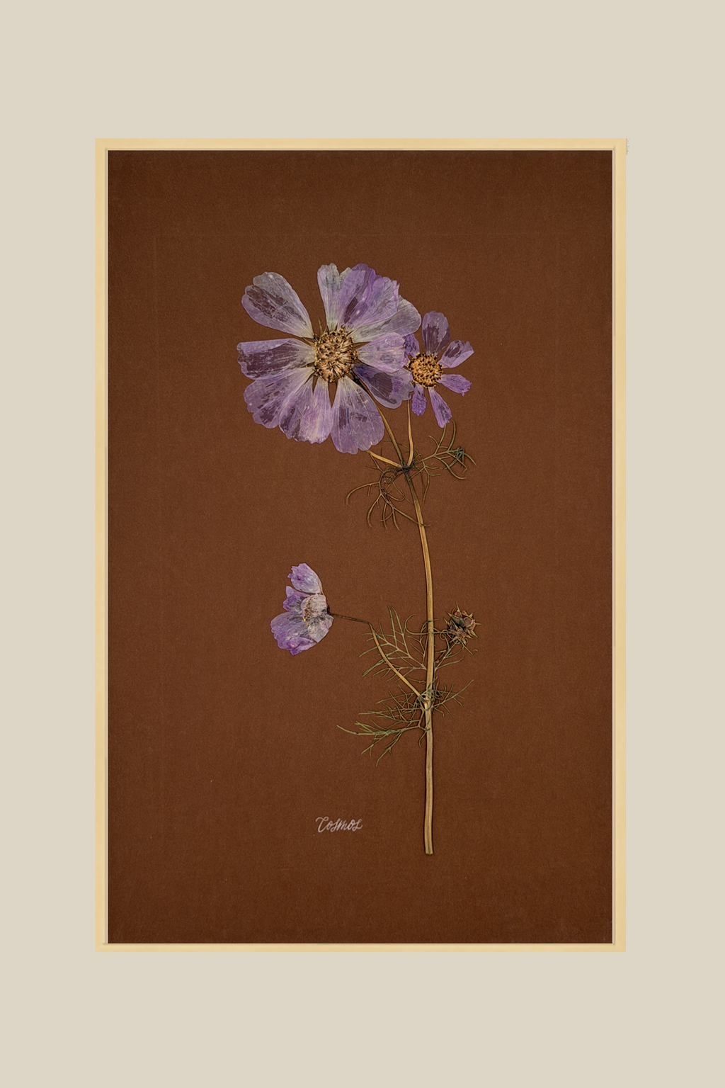 Cosmos on Chocolate