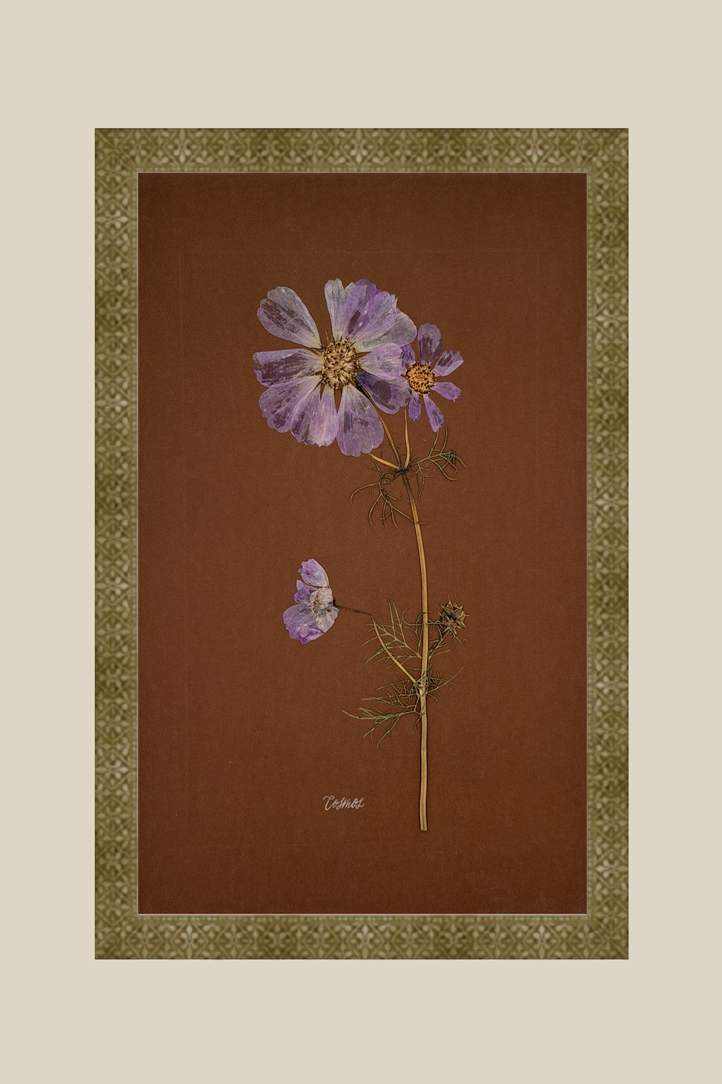 Cosmos on Chocolate