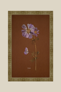 Cosmos on Chocolate