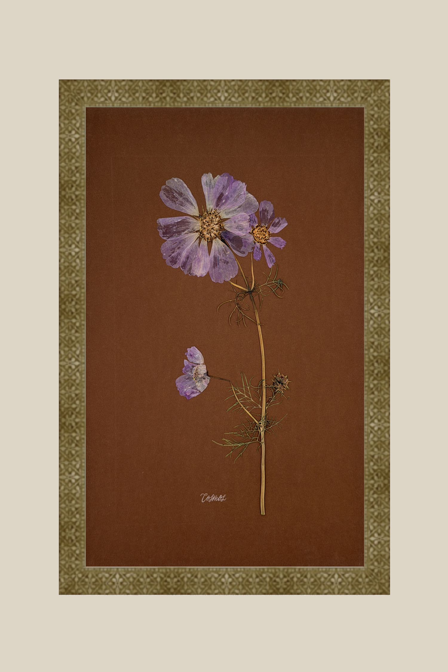 Cosmos on Chocolate