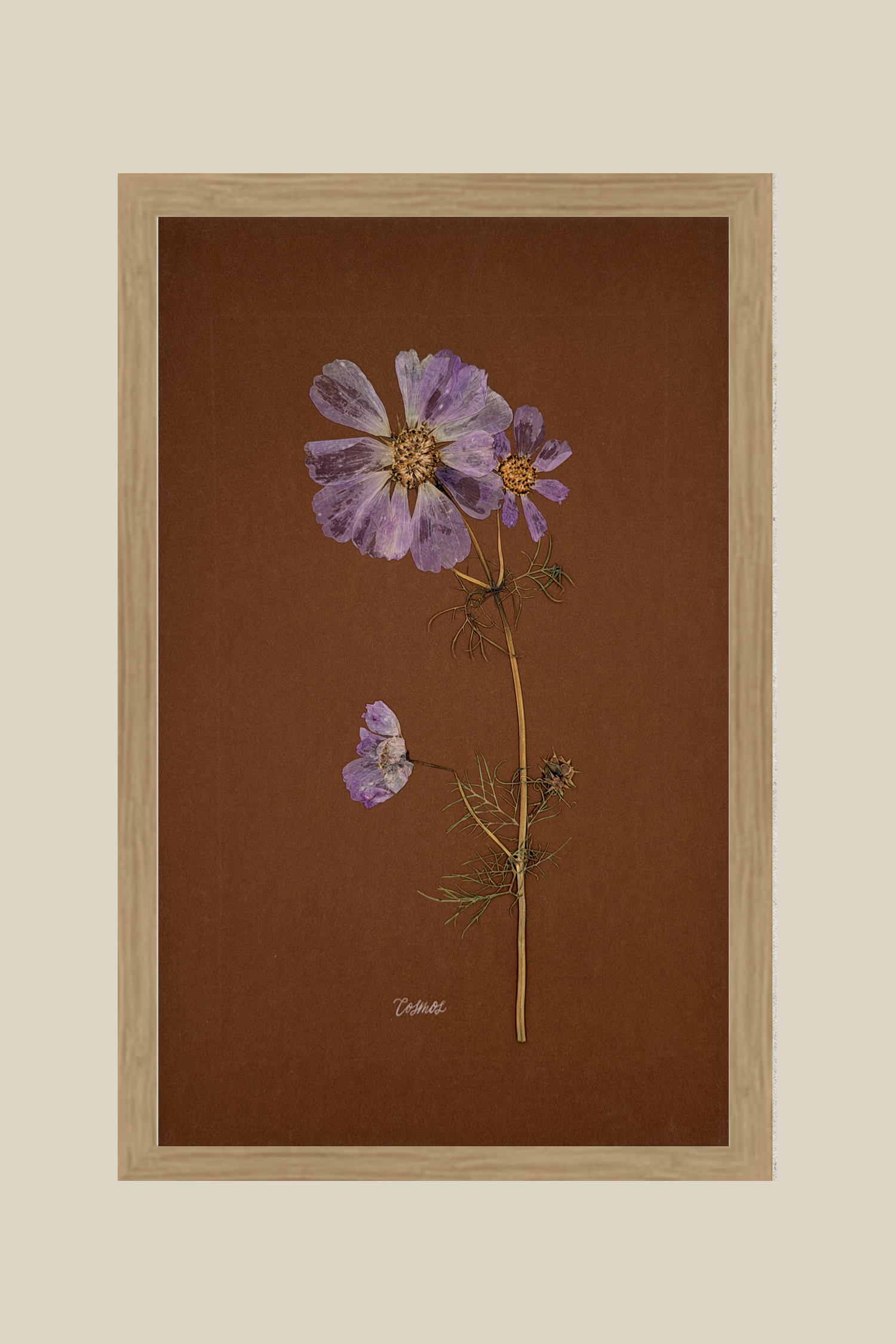 Cosmos on Chocolate