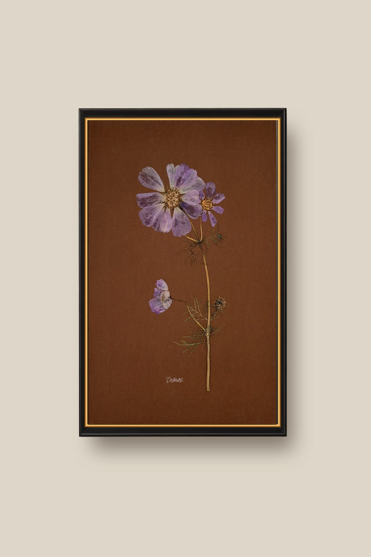 Cosmos on Chocolate Framed