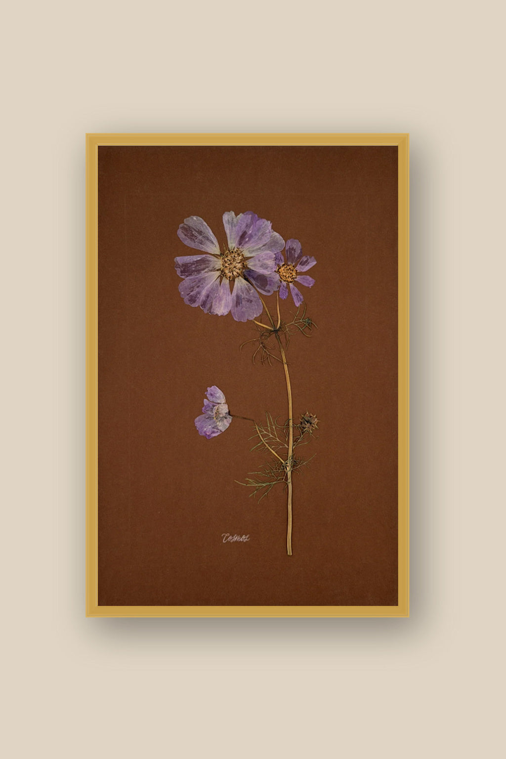 Cosmos on Chocolate Framed