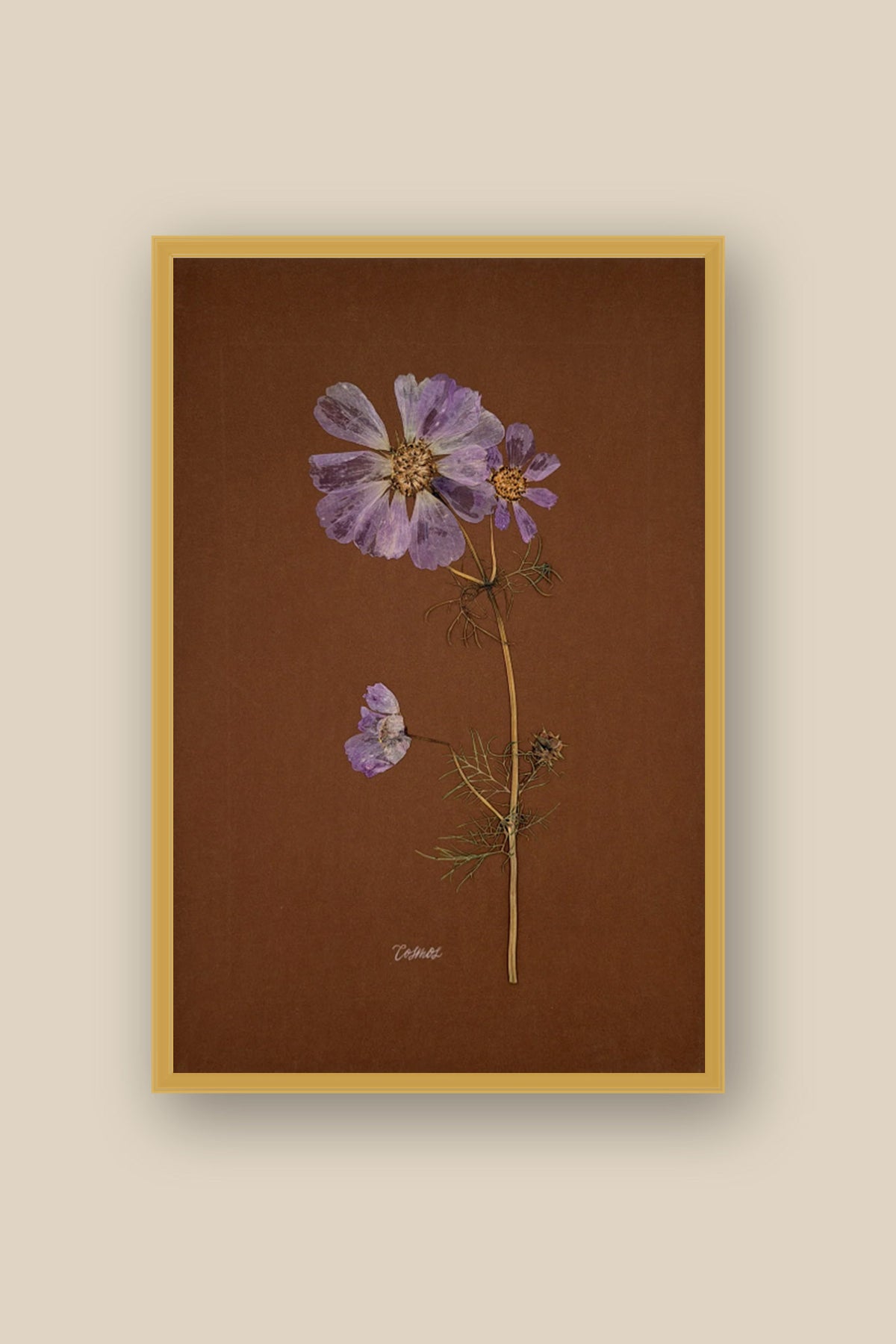 Cosmos on Chocolate Framed