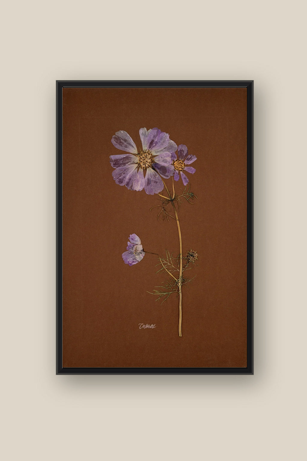 Cosmos on Chocolate Framed