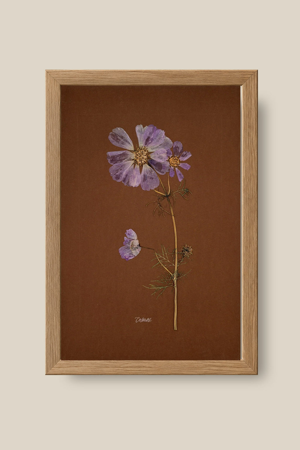 Cosmos on Chocolate Framed