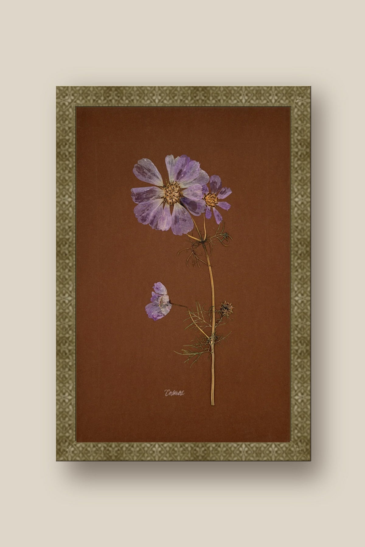Cosmos on Chocolate Framed