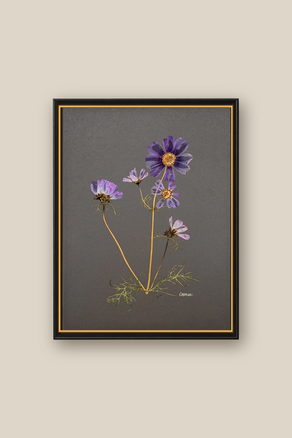 Cosmos on Gray Framed