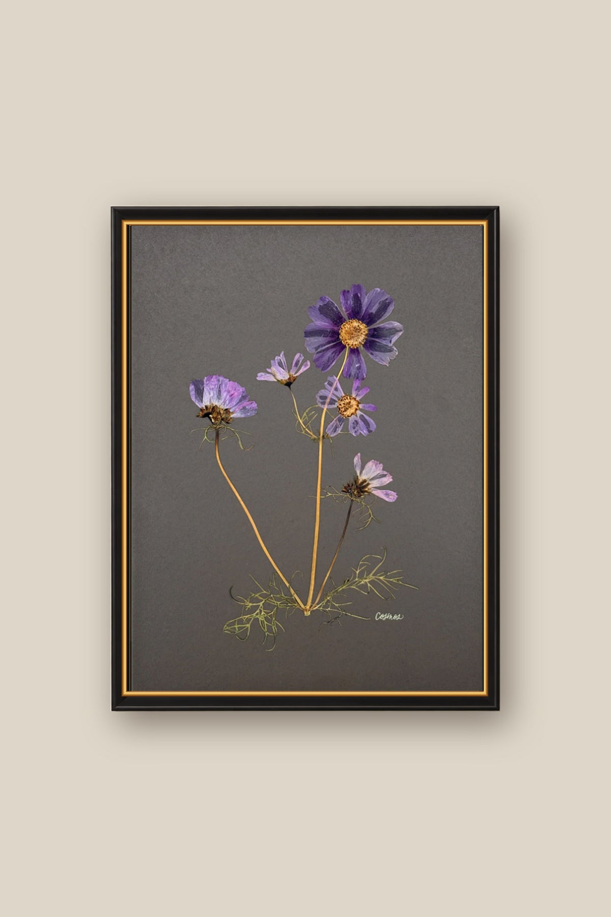 Cosmos on Gray Framed