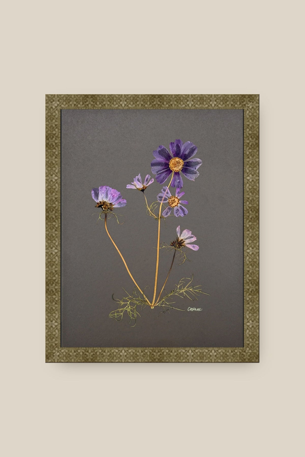 Cosmos on Gray Framed