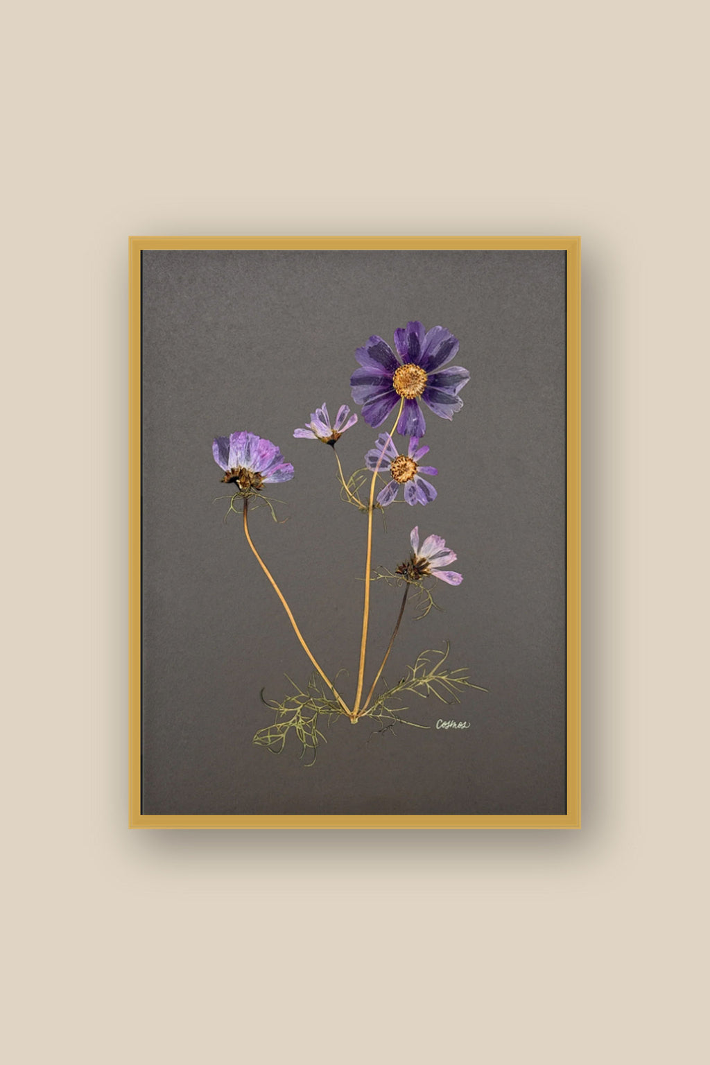 Cosmos on Gray Framed