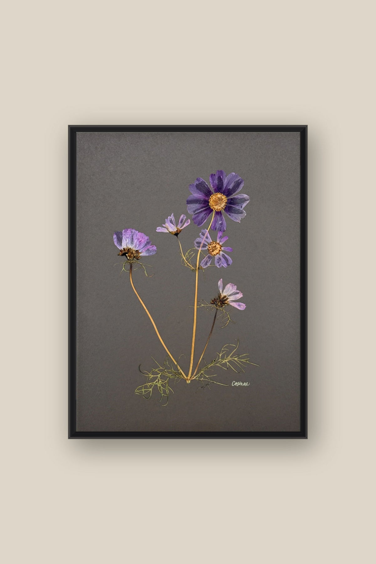 Cosmos on Gray Framed