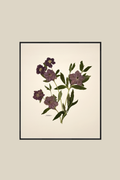 Purple Hellebores (Lentin Rose) on Ivory
