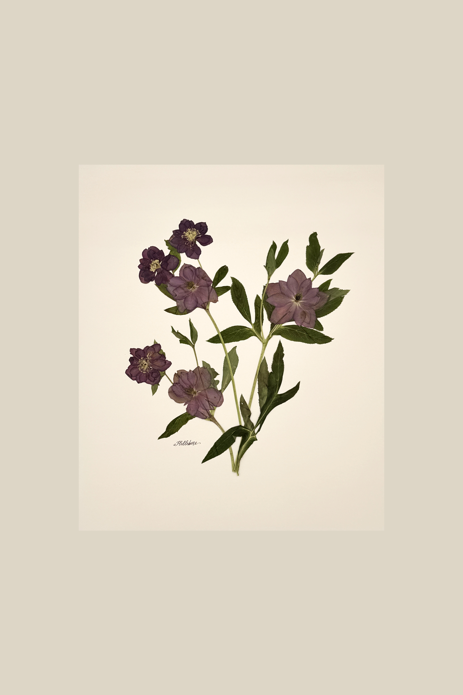 Purple Hellebores (Lentin Rose) on Ivory