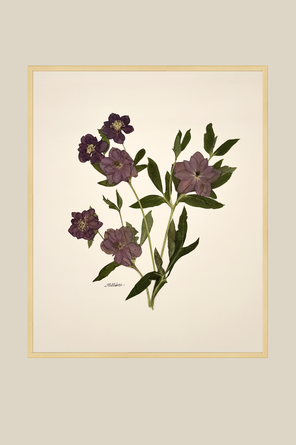 Purple Hellebores (Lentin Rose) on Ivory