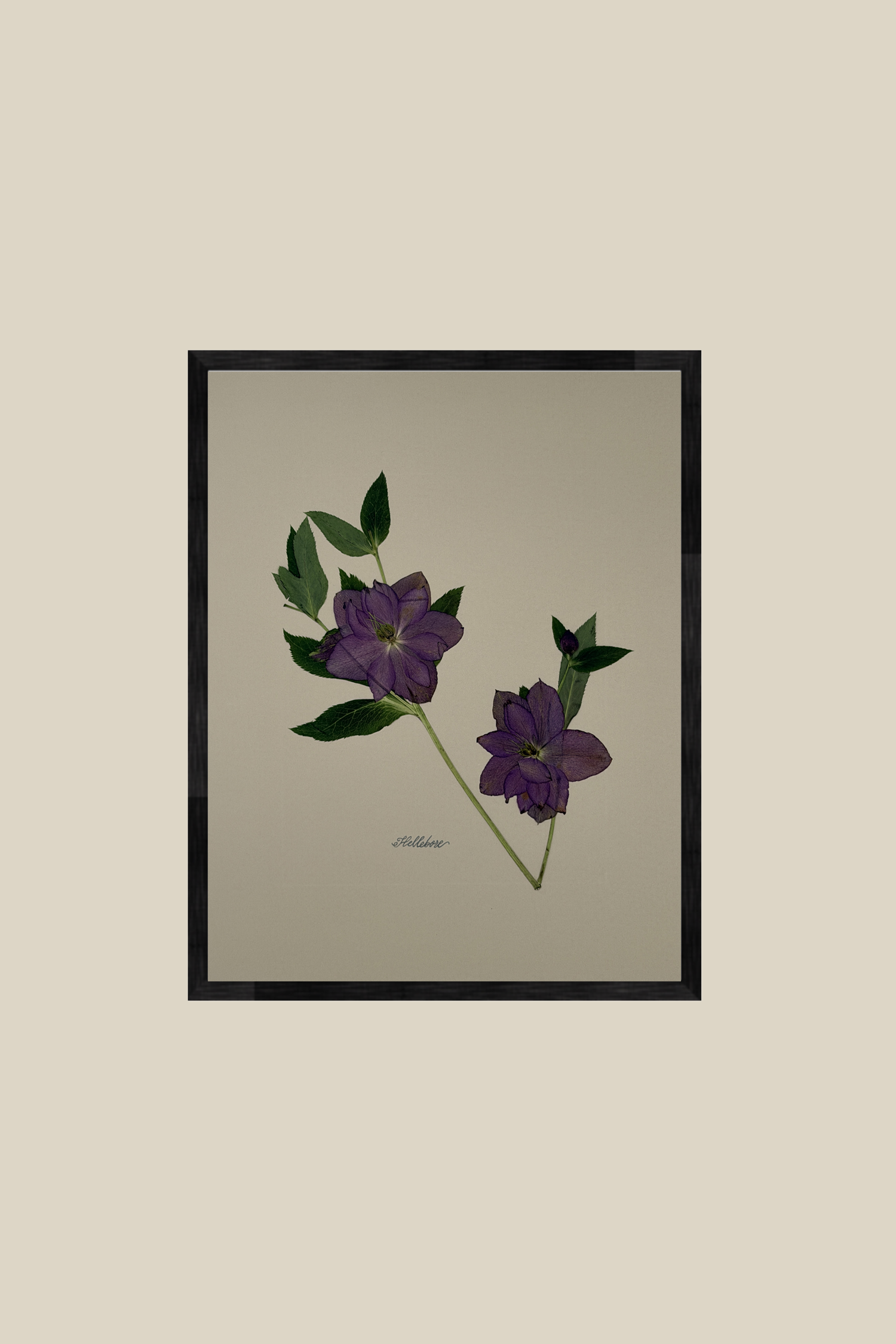 Hellebore on Ivory