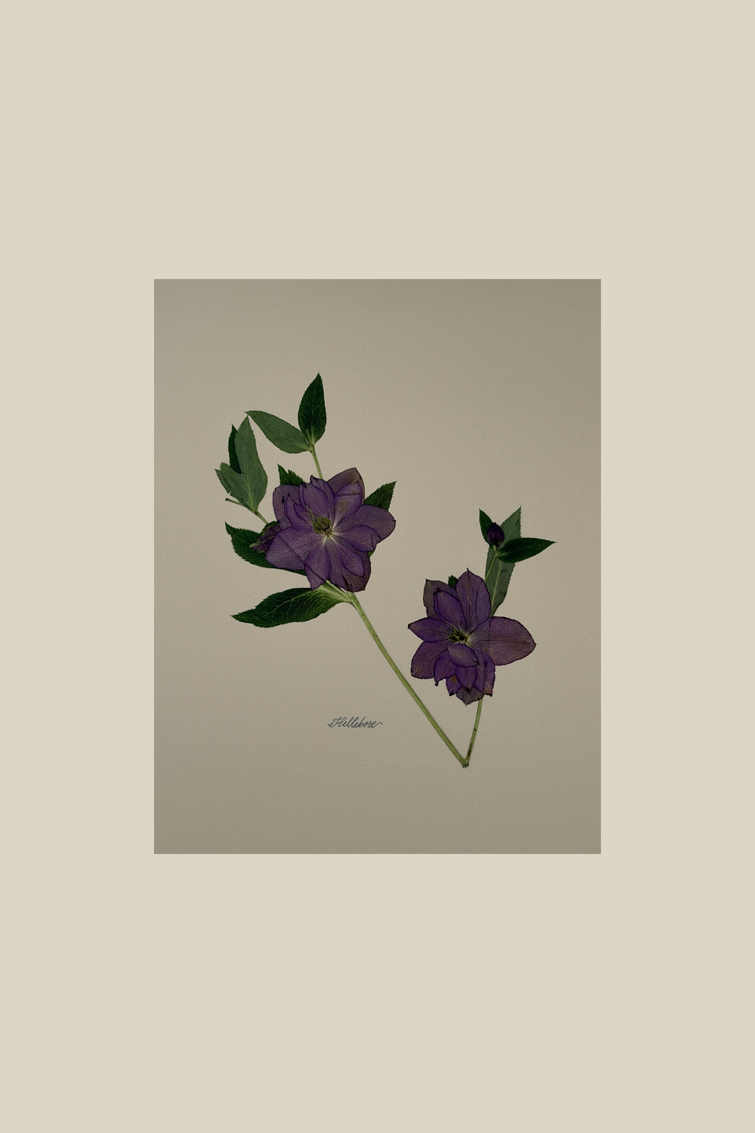 Hellebore on Ivory