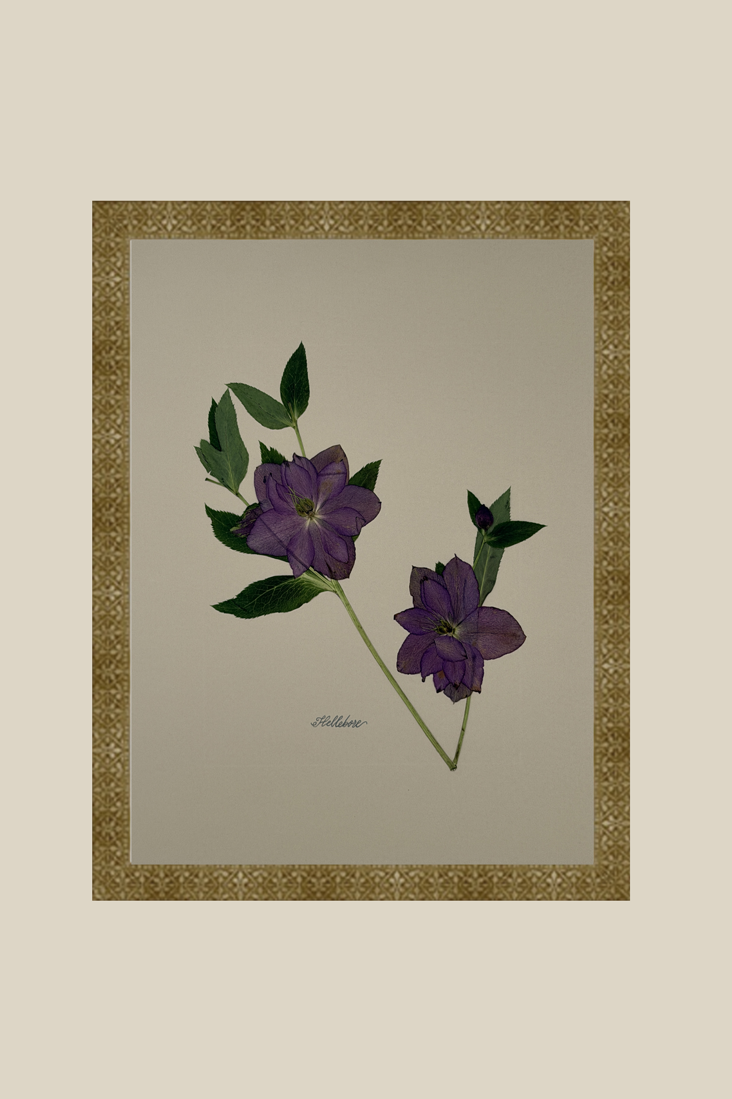 Hellebore on Ivory