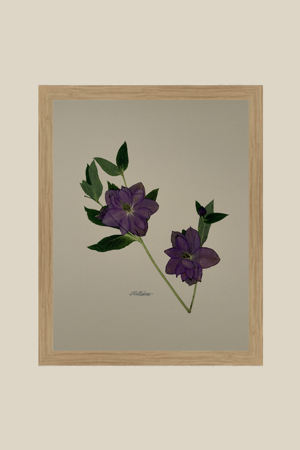 Hellebore on Ivory