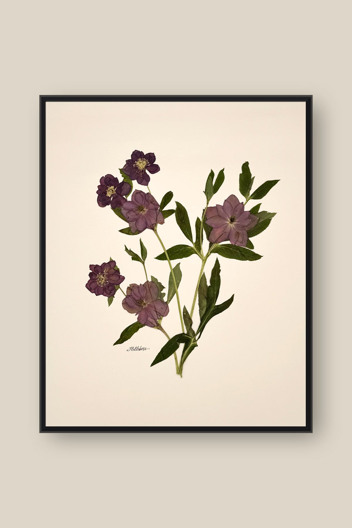 Purple Hellebores Framed