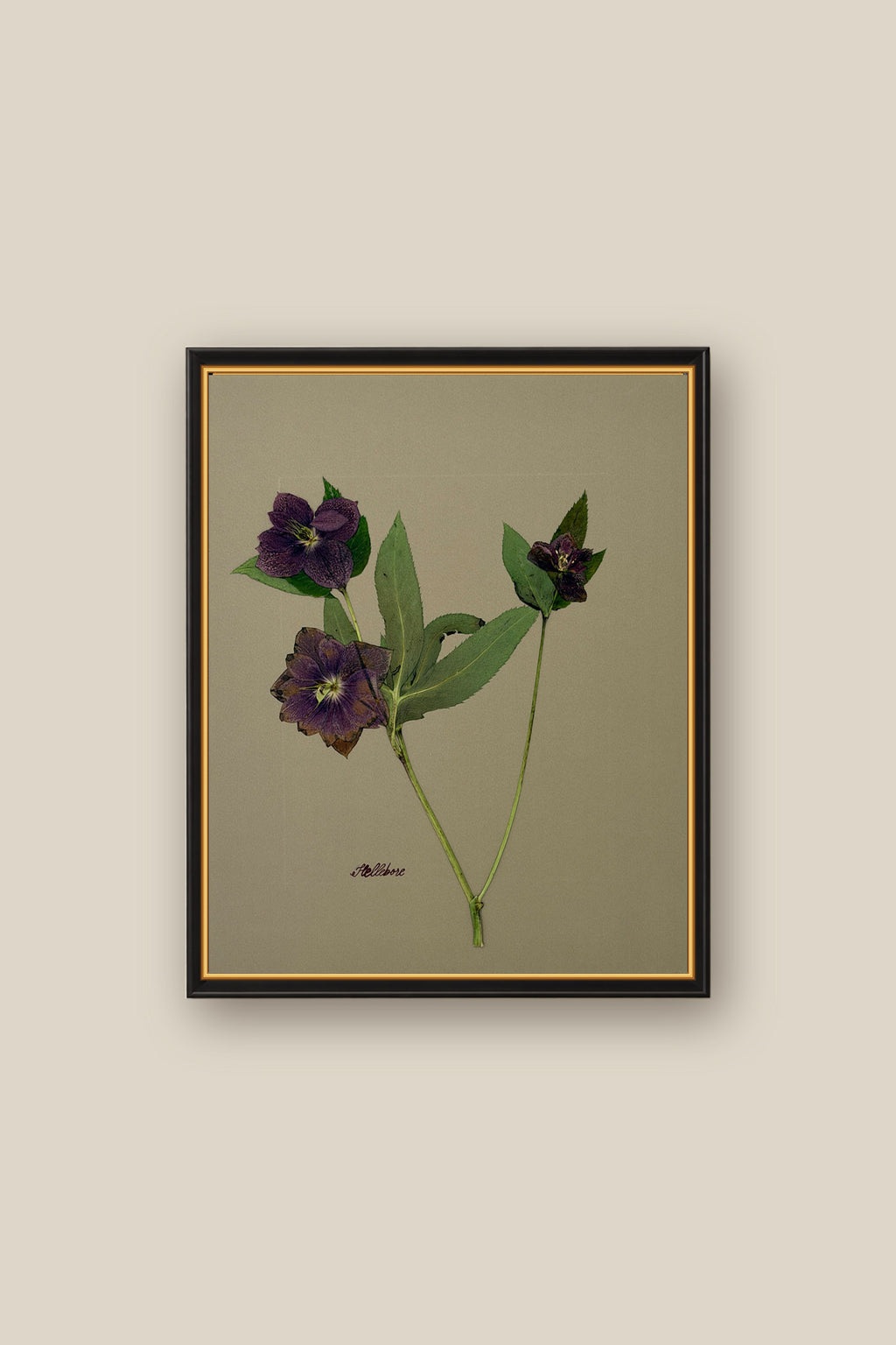 Hellebore on Khaki Framed