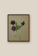 Hellebore on Khaki Framed