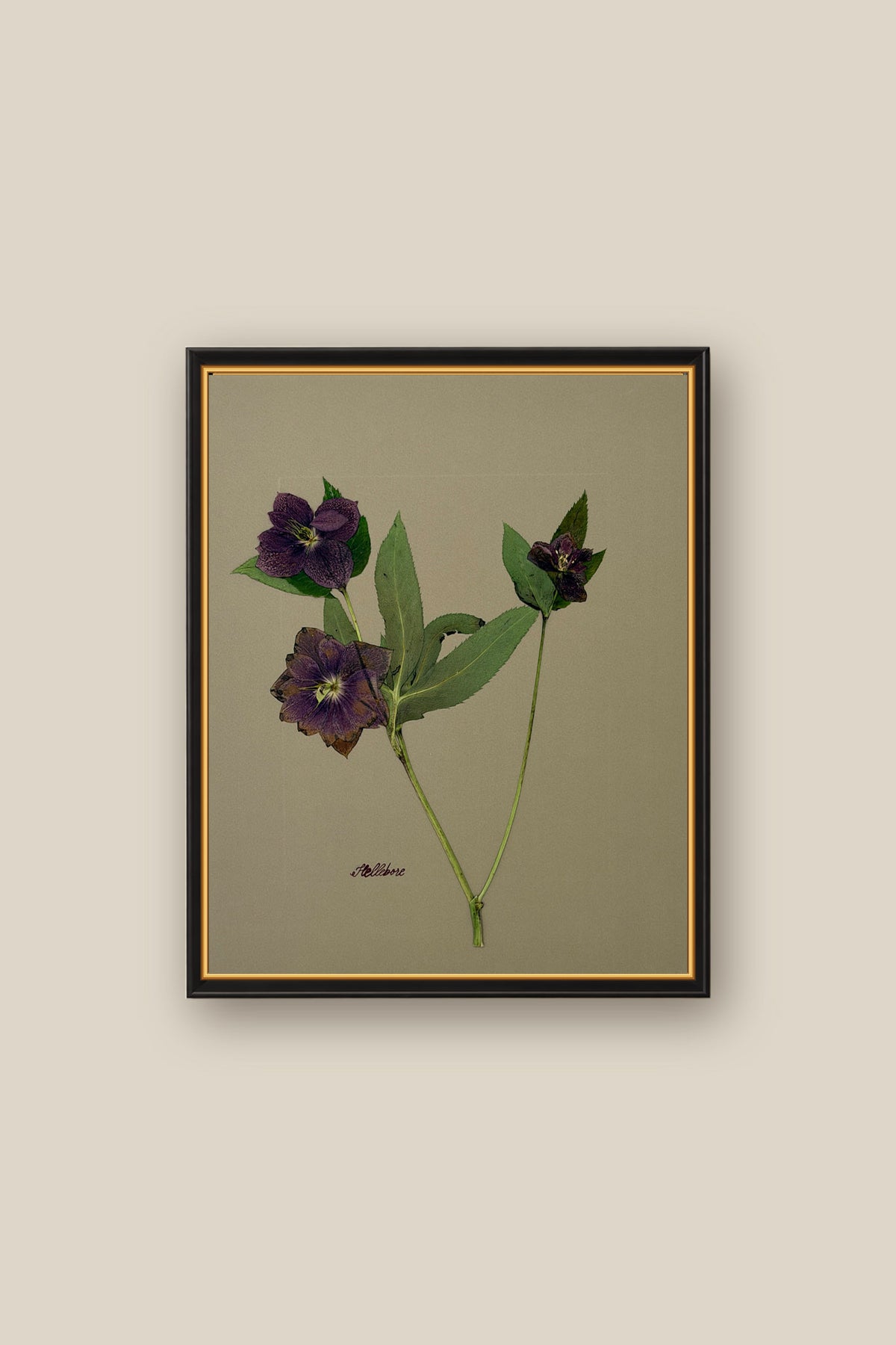 Hellebore on Khaki Framed