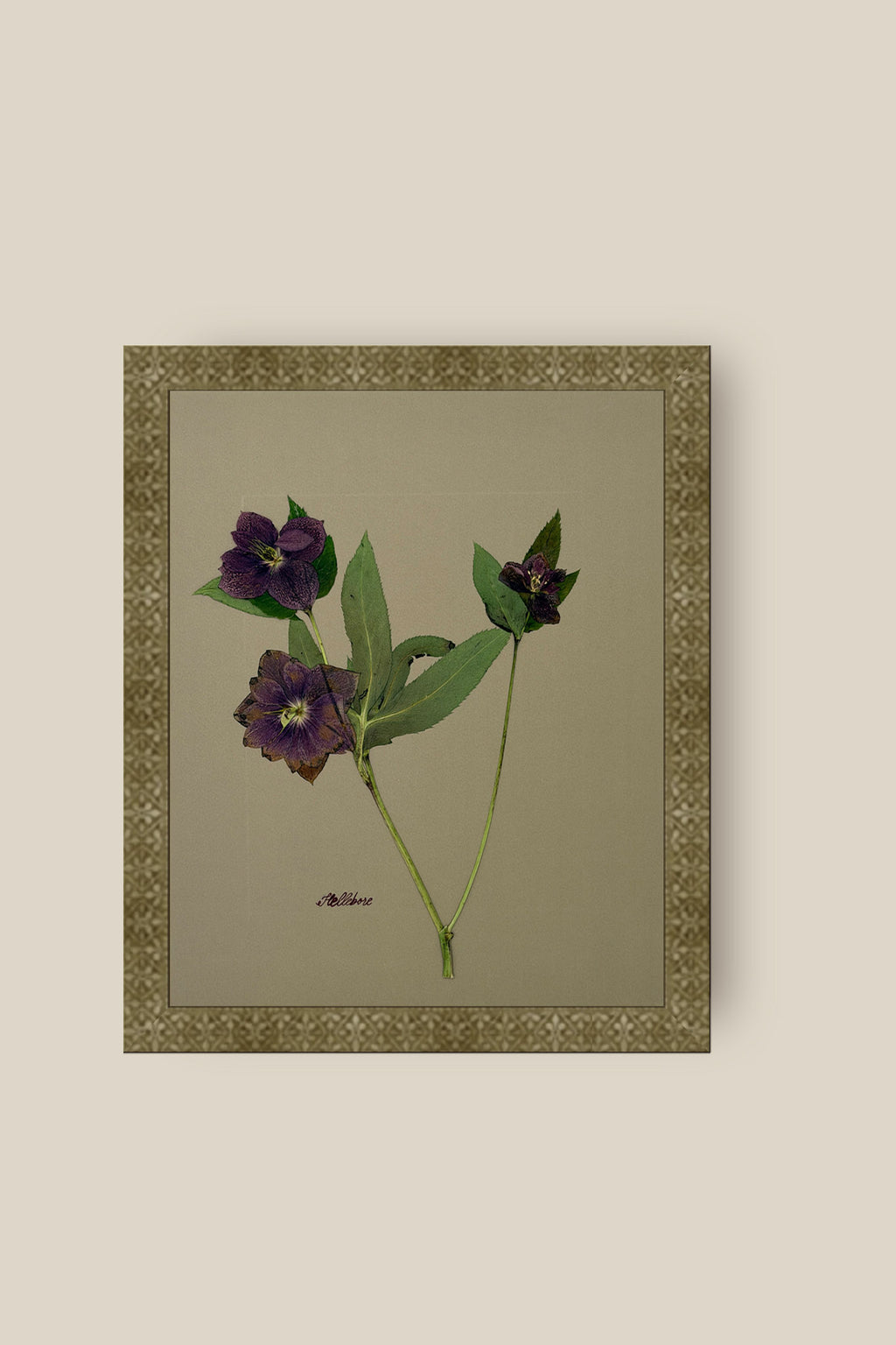 Hellebore on Khaki Framed