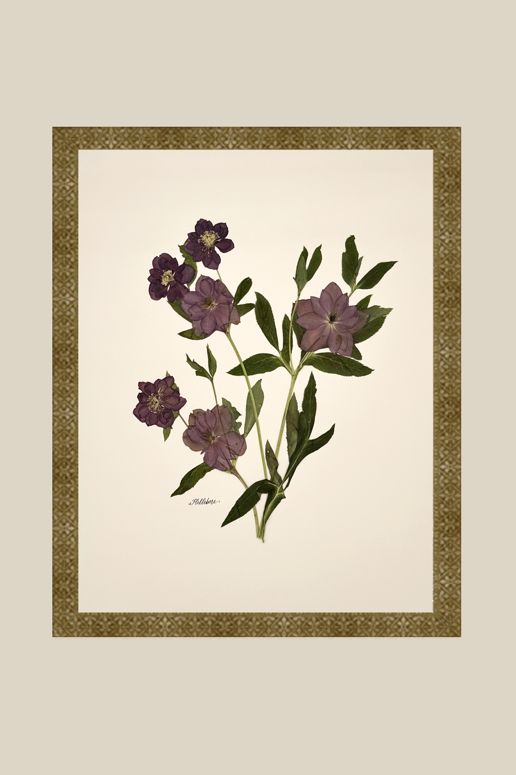 Purple Hellebores (Lentin Rose) on Ivory
