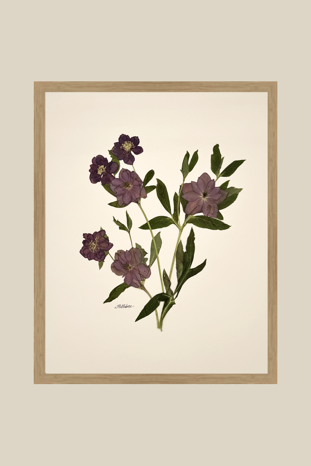 Purple Hellebores (Lentin Rose) on Ivory