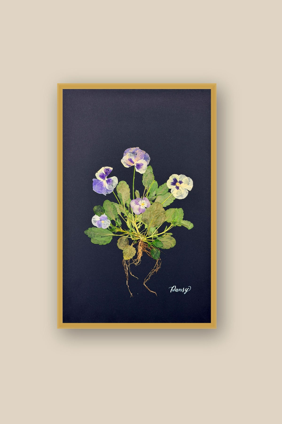 Blue Pansies with Roots on Black Framed