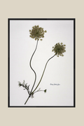 Queen Anne's Lace on White