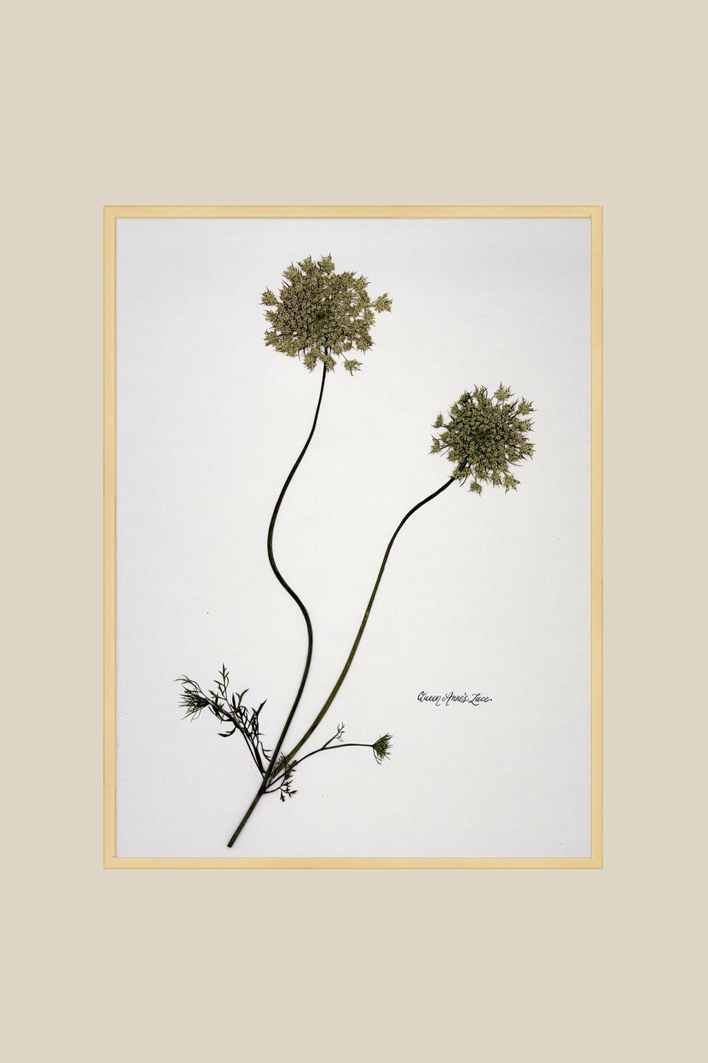 Queen Anne's Lace on White