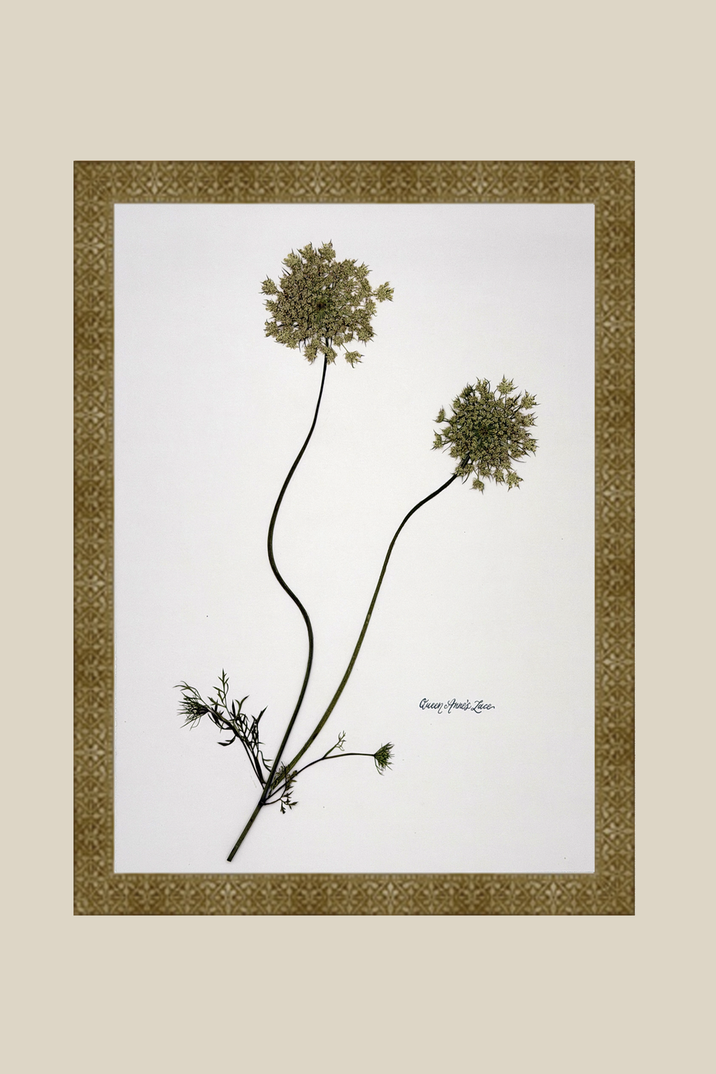 Queen Anne's Lace on White