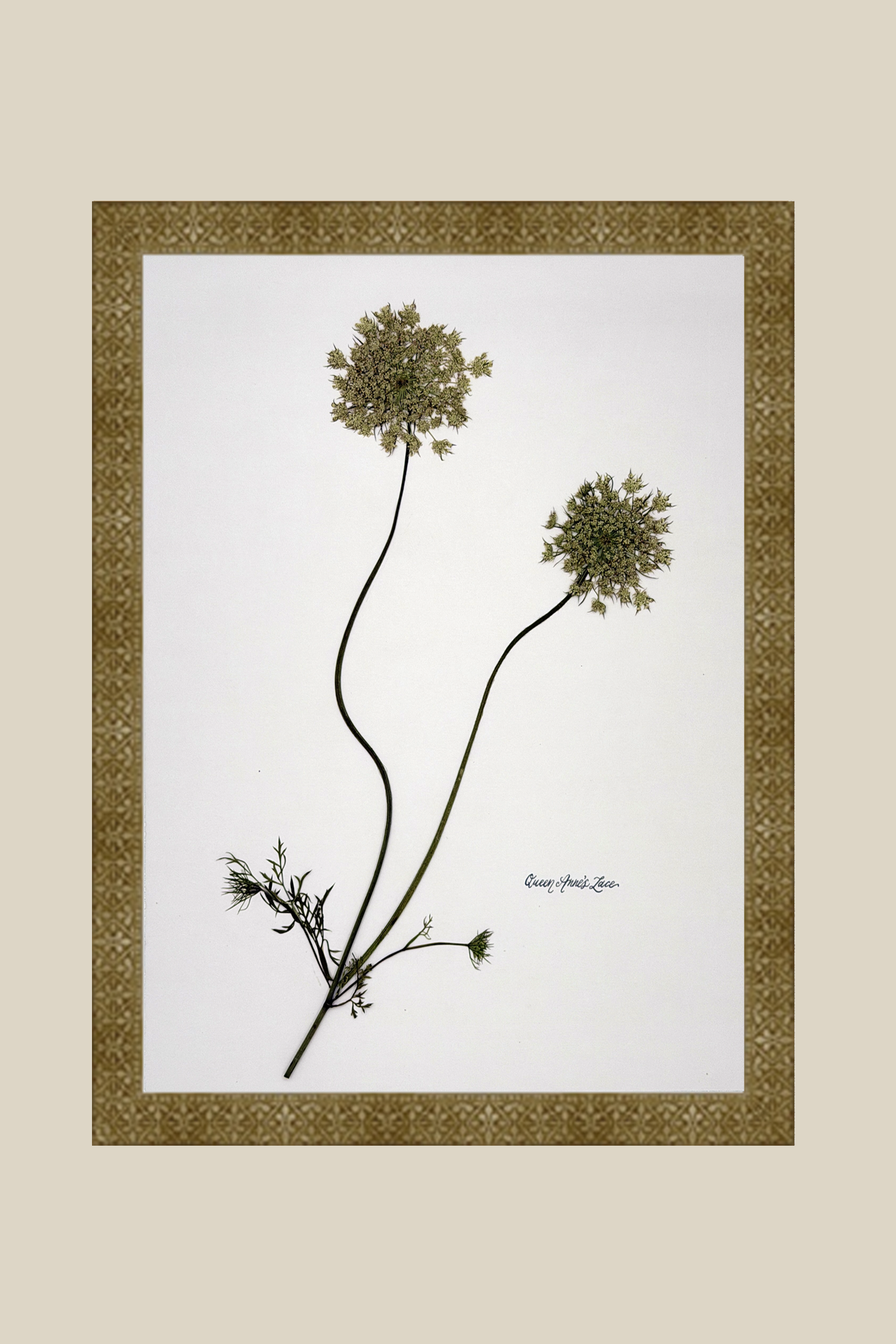 Queen Anne's Lace on White