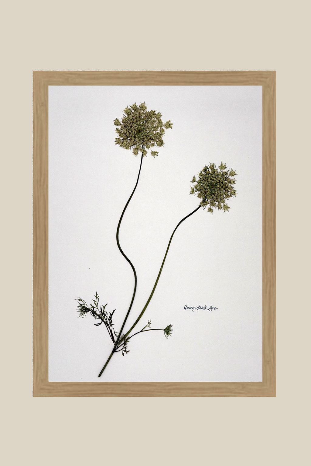 Queen Anne's Lace on White