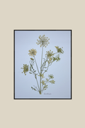 Queen Annes Lace (Wild Carot) on Blue