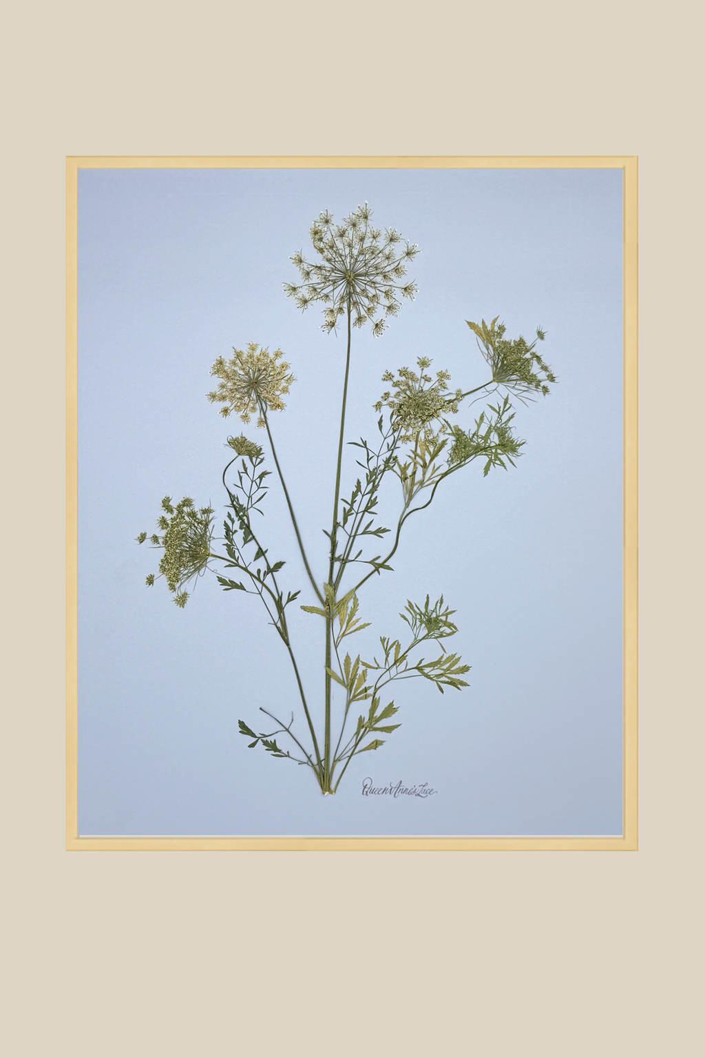 Queen Annes Lace (Wild Carot) on Blue