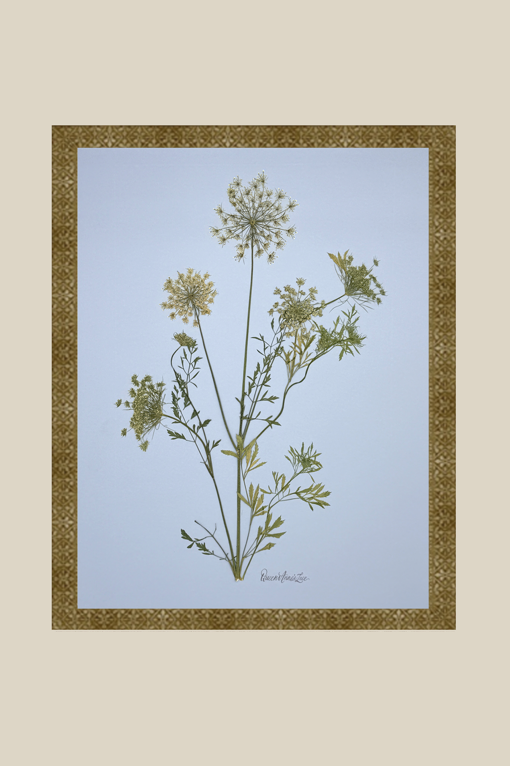 Queen Annes Lace (Wild Carot) on Blue