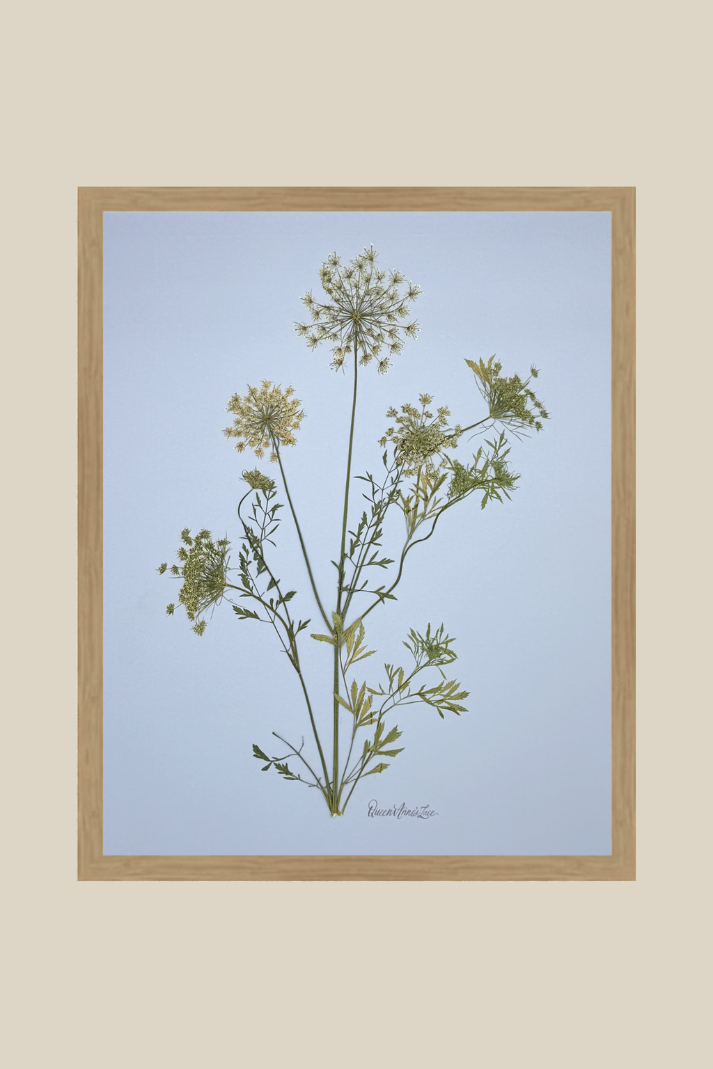 Queen Annes Lace (Wild Carot) on Blue