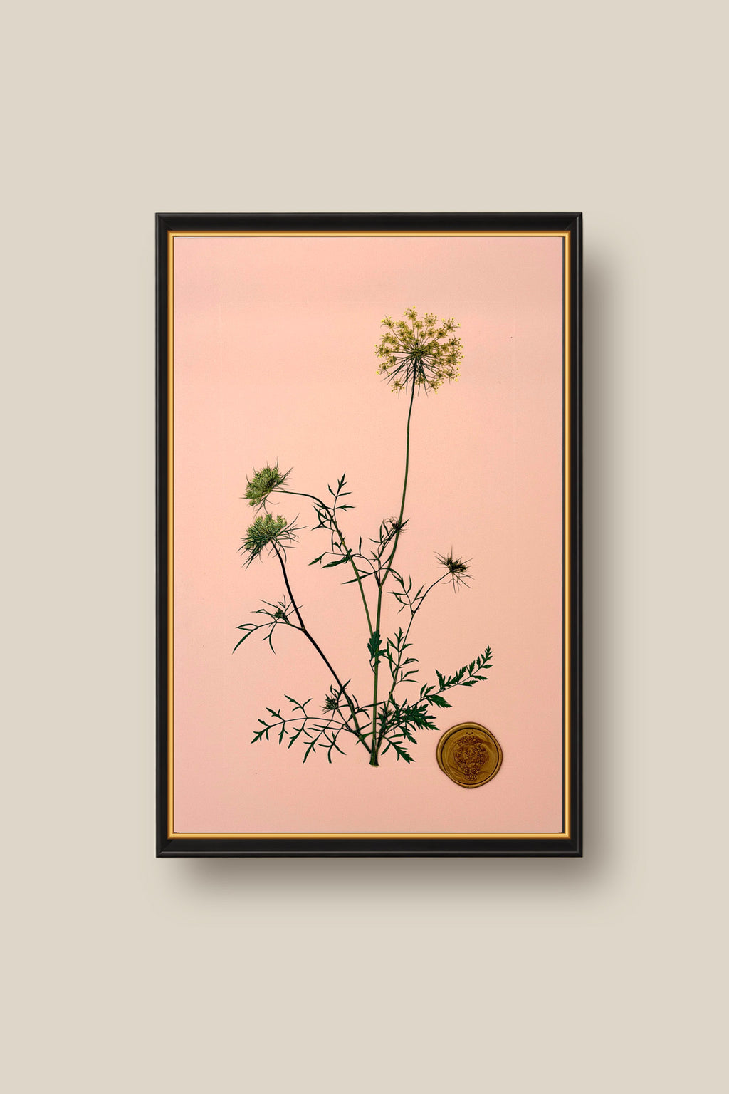 Queen Annes Lace Framed