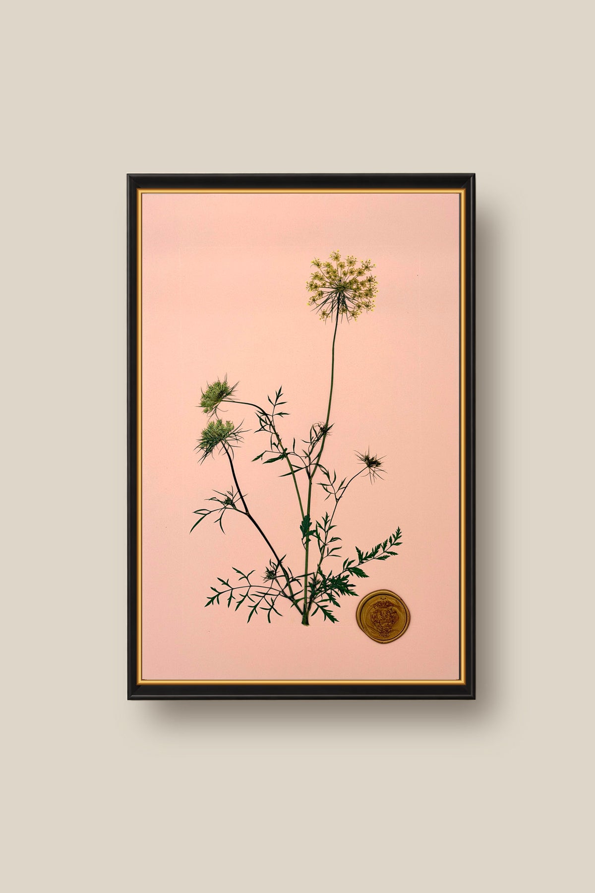 Queen Annes Lace Framed