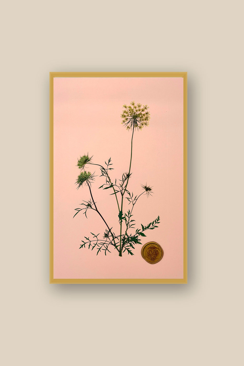 Queen Annes Lace Framed