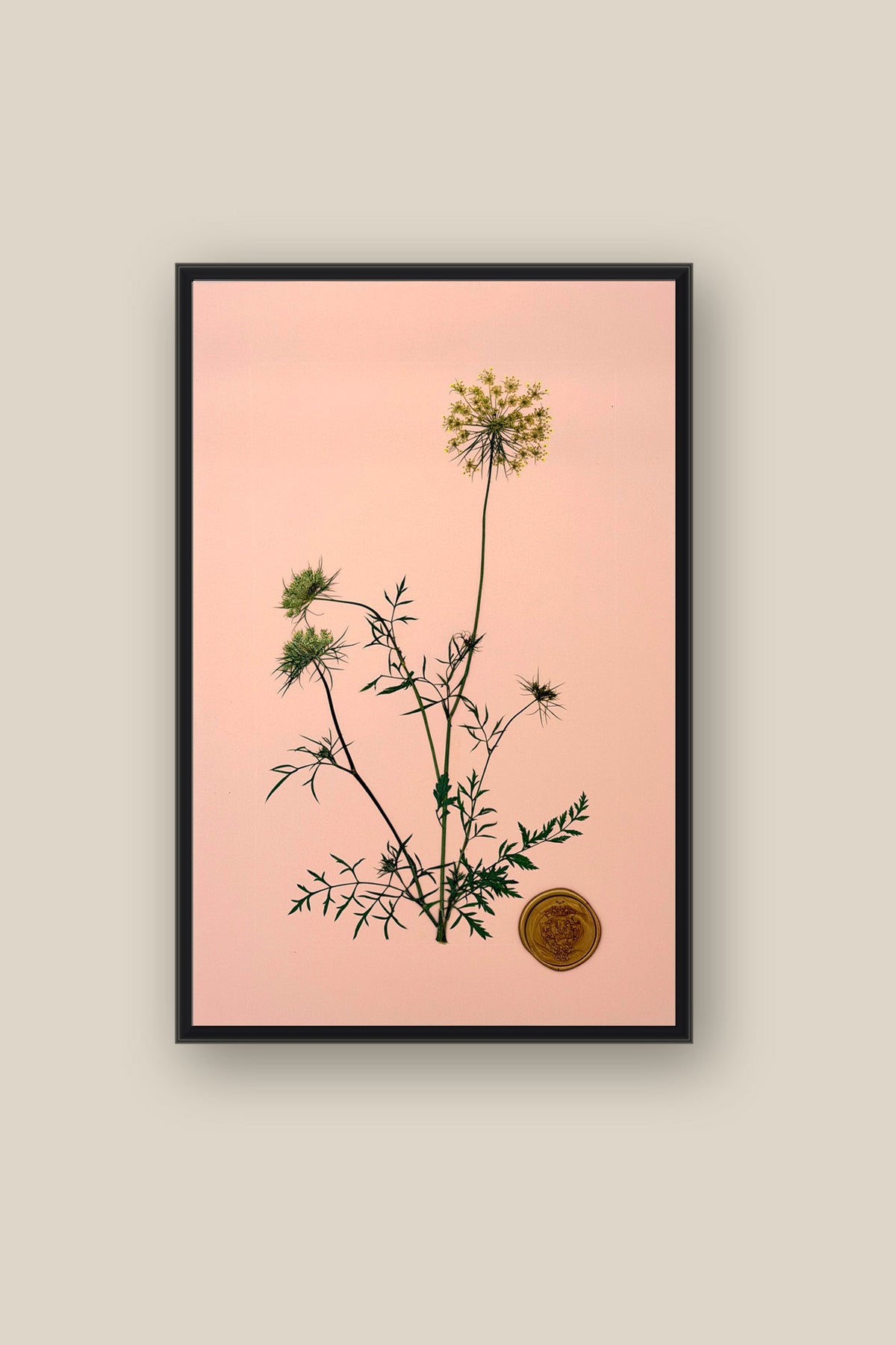 Queen Annes Lace Framed