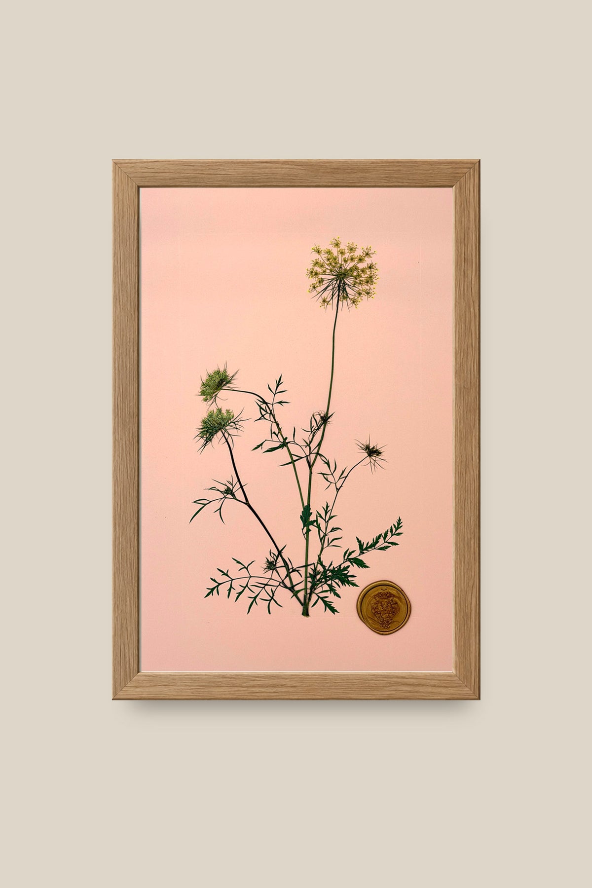 Queen Annes Lace Framed