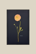 Ranunculus on Black