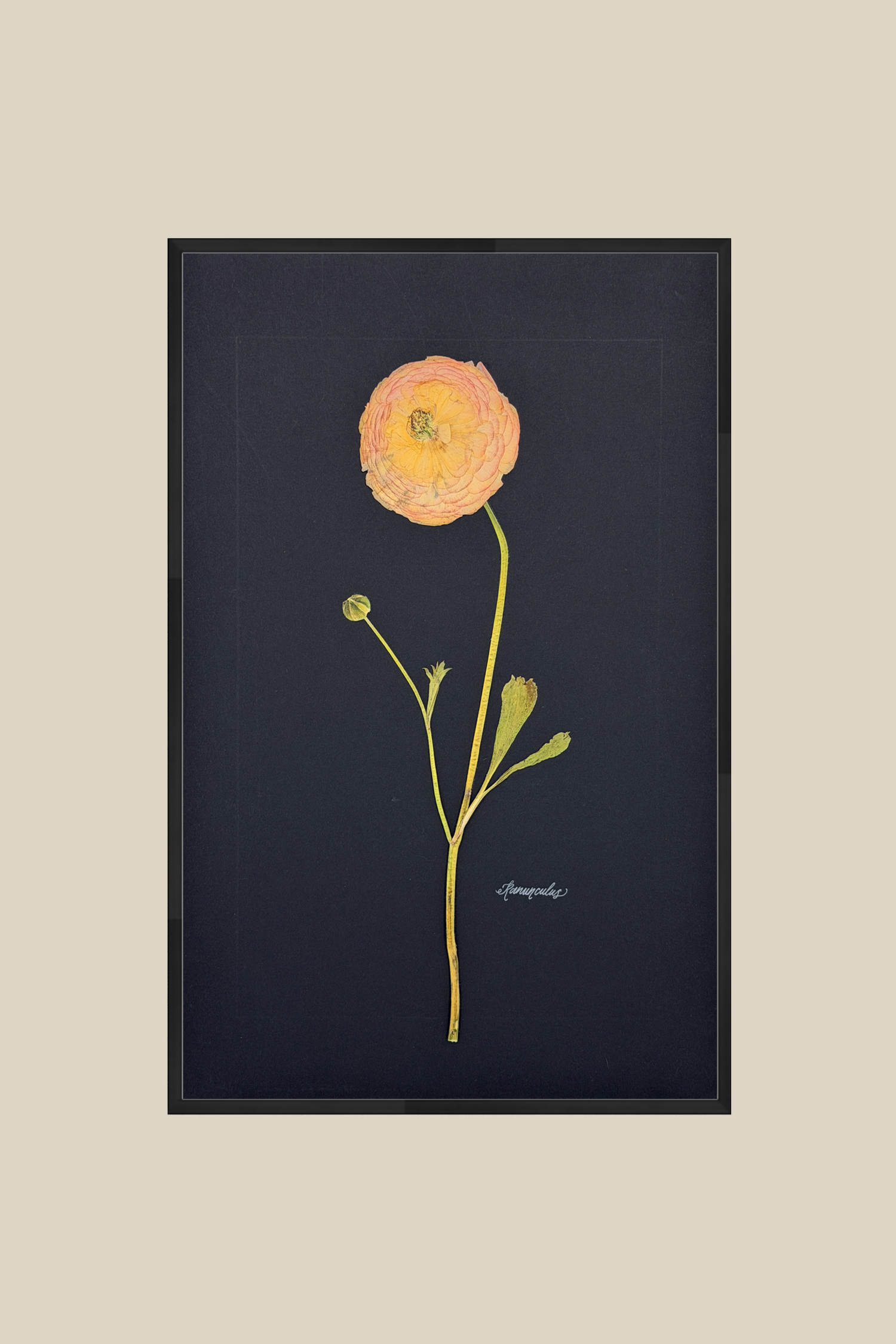 Ranunculus on Black