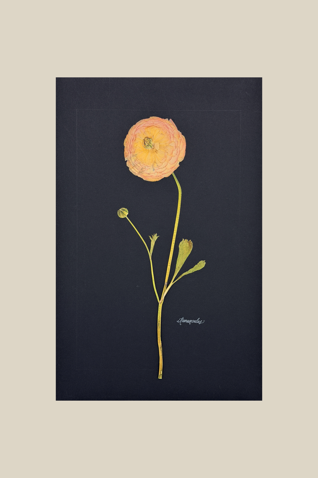 Ranunculus on Black